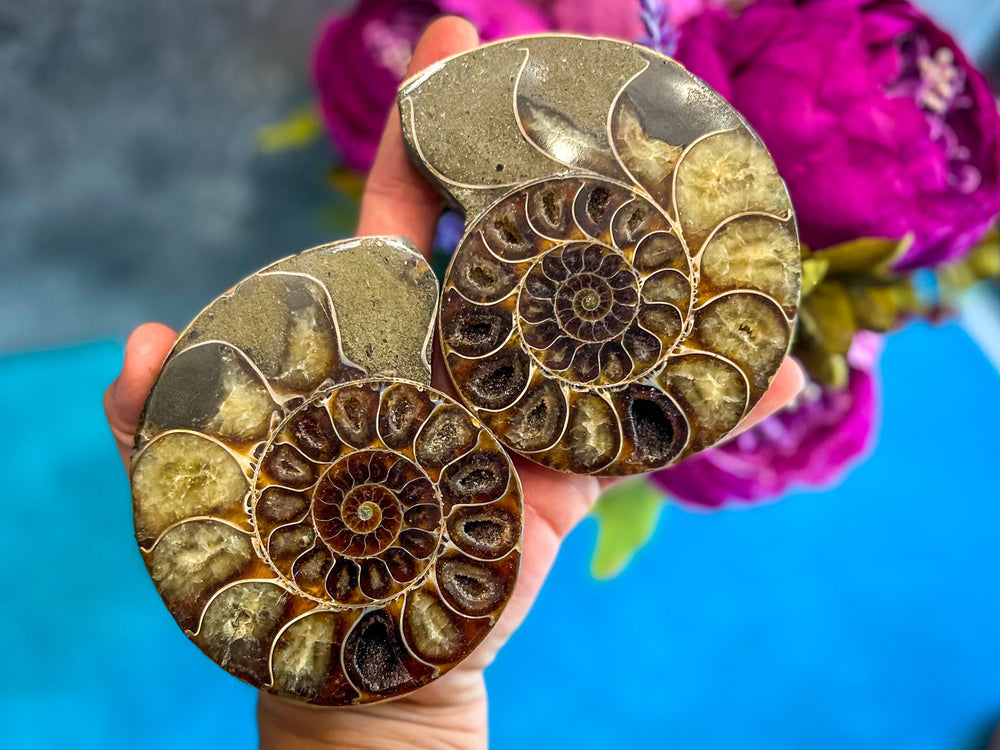 Polished Ammonite Pairs, Ethically Sourced Ammonite Halves (ONLINE ORDER ONLY)