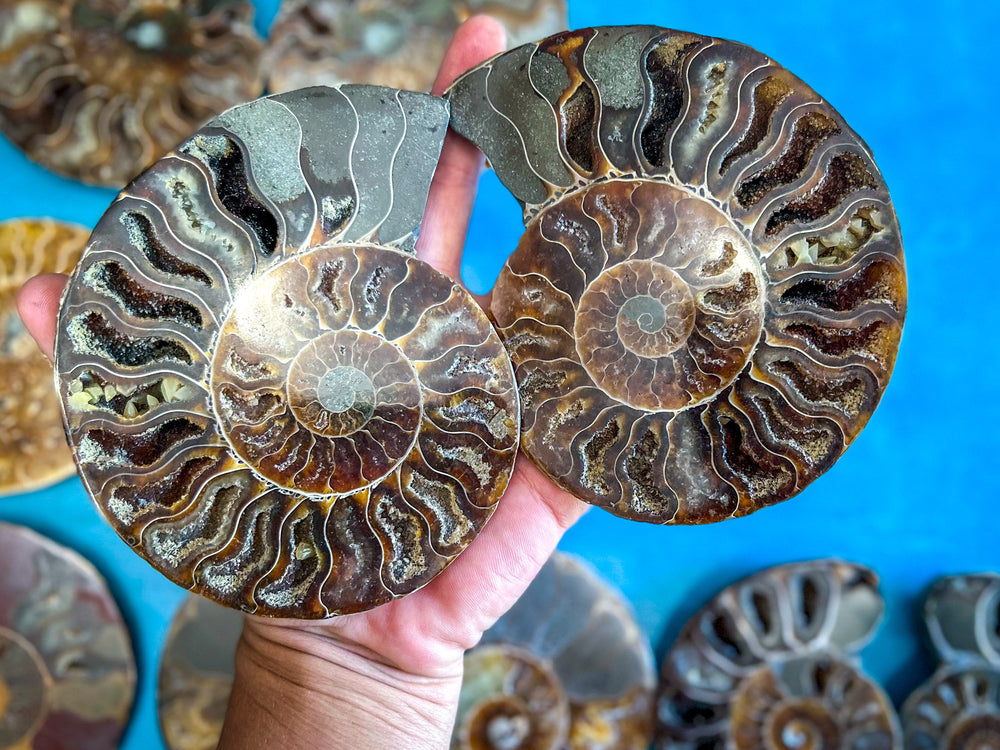 Polished Ammonite Pairs, Ethically Sourced Ammonite Halves (ONLINE ORDER ONLY)