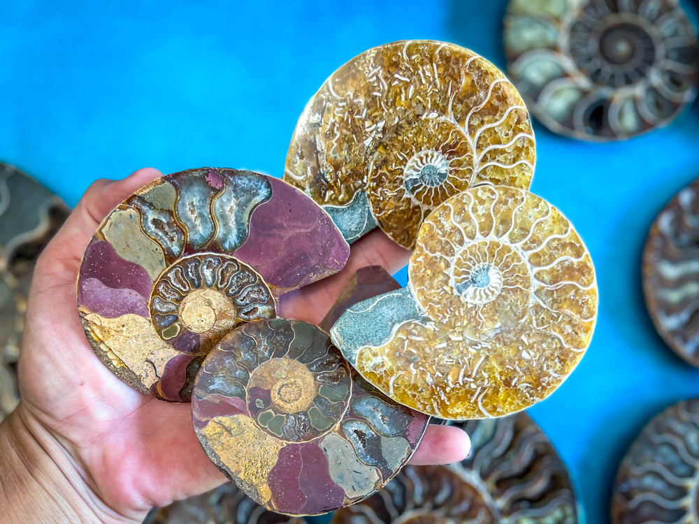 Polished Ammonite Pairs, Ethically Sourced Ammonite Halves (ONLINE ORDER ONLY)
