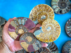 Polished Ammonite Pairs, Ethically Sourced Ammonite Halves (ONLINE ORDER ONLY)