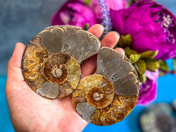 Polished Ammonite Pairs, Ethically Sourced Ammonite Halves (ONLINE ORDER ONLY)