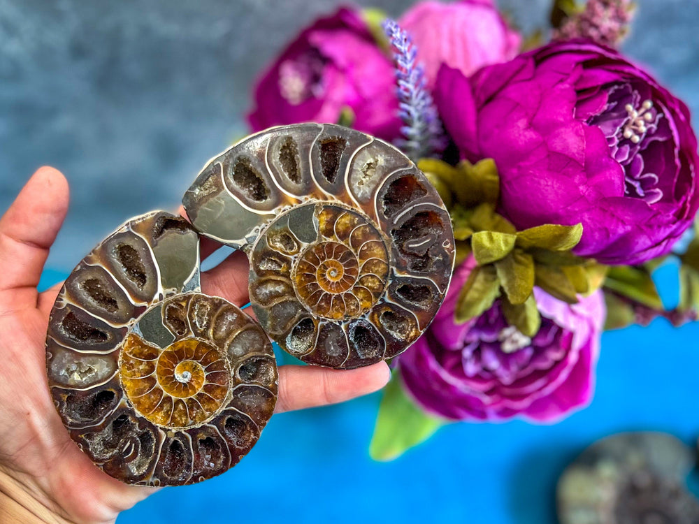 Polished Ammonite Pairs, Ethically Sourced Ammonite Halves (ONLINE ORDER ONLY)