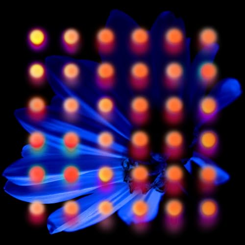 Nevertake [Vinyl] (ONLINE ORDER ONLY)