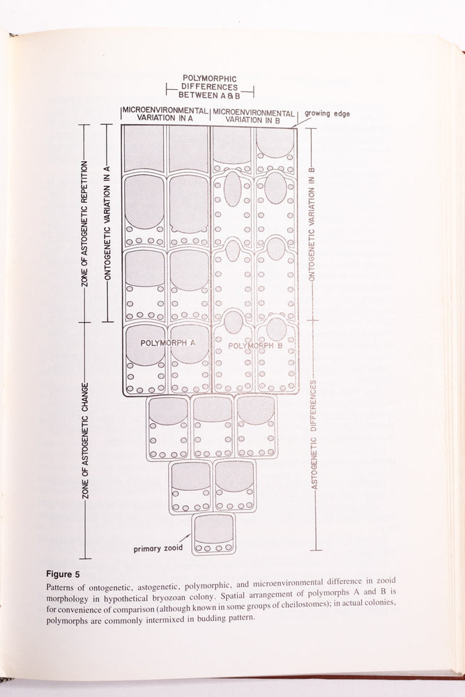 Animal Colonies: Development and Function Through Time (ONLINE ORDER ONLY)