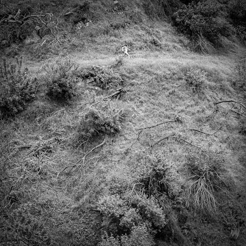 Animal Poem [CD] (ONLINE ORDER ONLY)