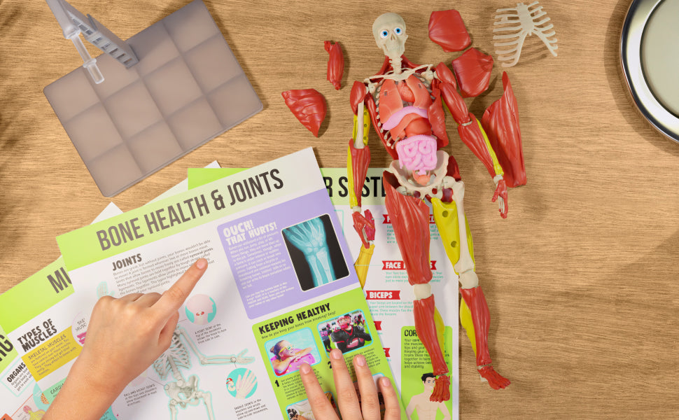 Science to The Max Interactive Human Body Fully Poseable Anatomy Figure - 14” Tall