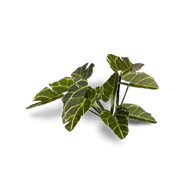 Gamers Grass Laser Plants: Elephant Ear (ONLINE ORDER ONLY)