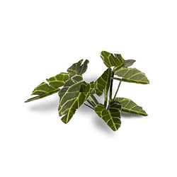 Gamers Grass Laser Plants: Elephant Ear (ONLINE ORDER ONLY)