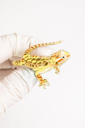 Bearded Dragon Enamel Pin (Online Order Only)