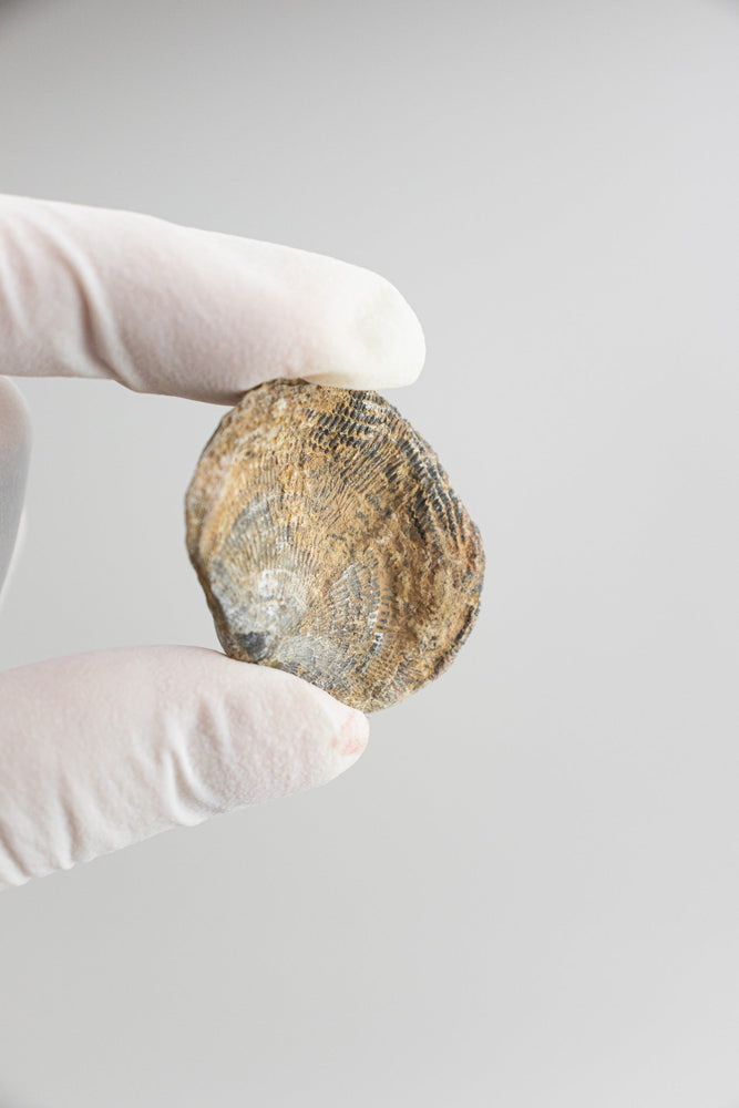 Brachiopod Fossil (Online Order Only)
