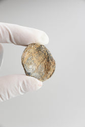 Brachiopod Fossil (Online Order Only)
