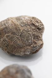 Brachiopod Fossil (Online Order Only)