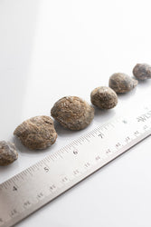 Brachiopod Fossil (Online Order Only)