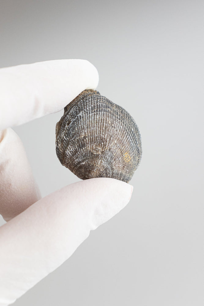 Brachiopod Fossil (Online Order Only)