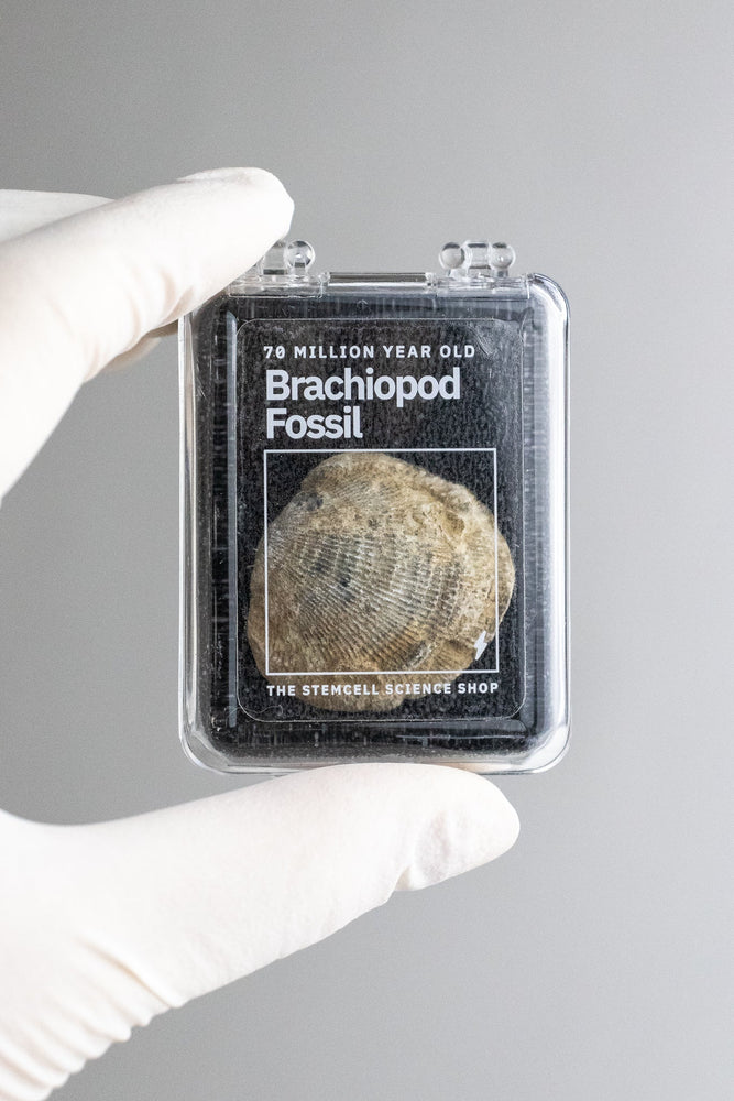 Brachiopod Fossil (Online Order Only)