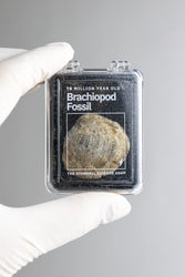 Brachiopod Fossil (Online Order Only)