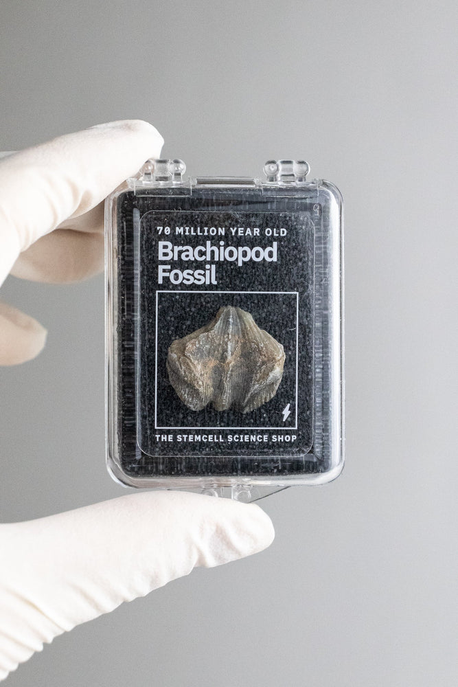 Brachiopod Fossil (Online Order Only)