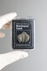 Brachiopod Fossil (Online Order Only)