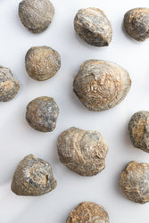 Brachiopod Fossil (Online Order Only)