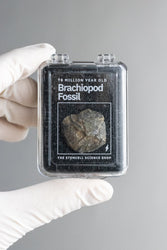 Brachiopod Fossil (Online Order Only)