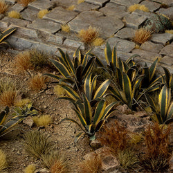 Gamers Grass Laser Plants: Agave (ONLINE ORDER ONLY)