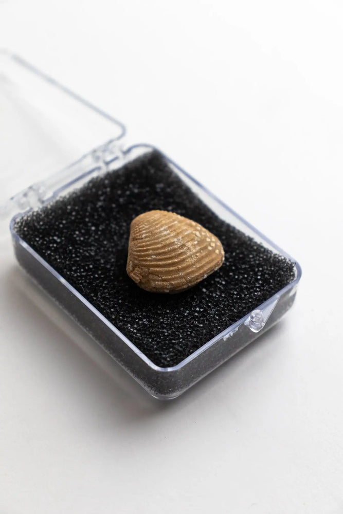 Clam Fossil (Online Order Only)