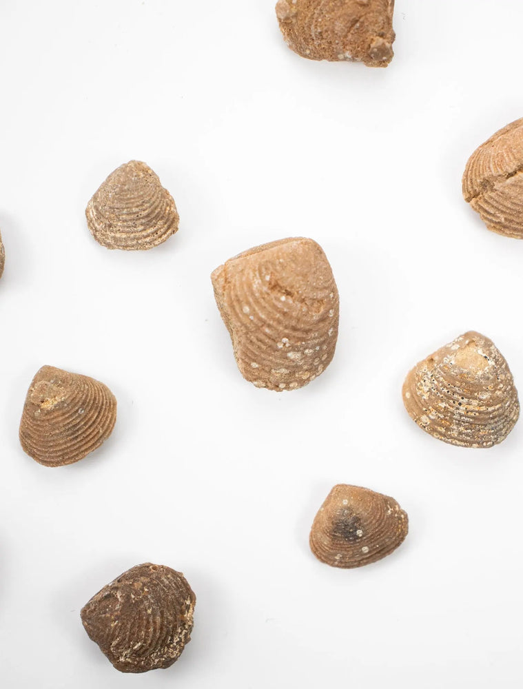 Clam Fossil (Online Order Only)
