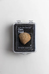 Clam Fossil (Online Order Only)