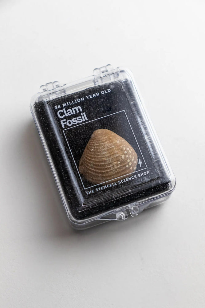 Clam Fossil (Online Order Only)