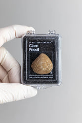 Clam Fossil (Online Order Only)