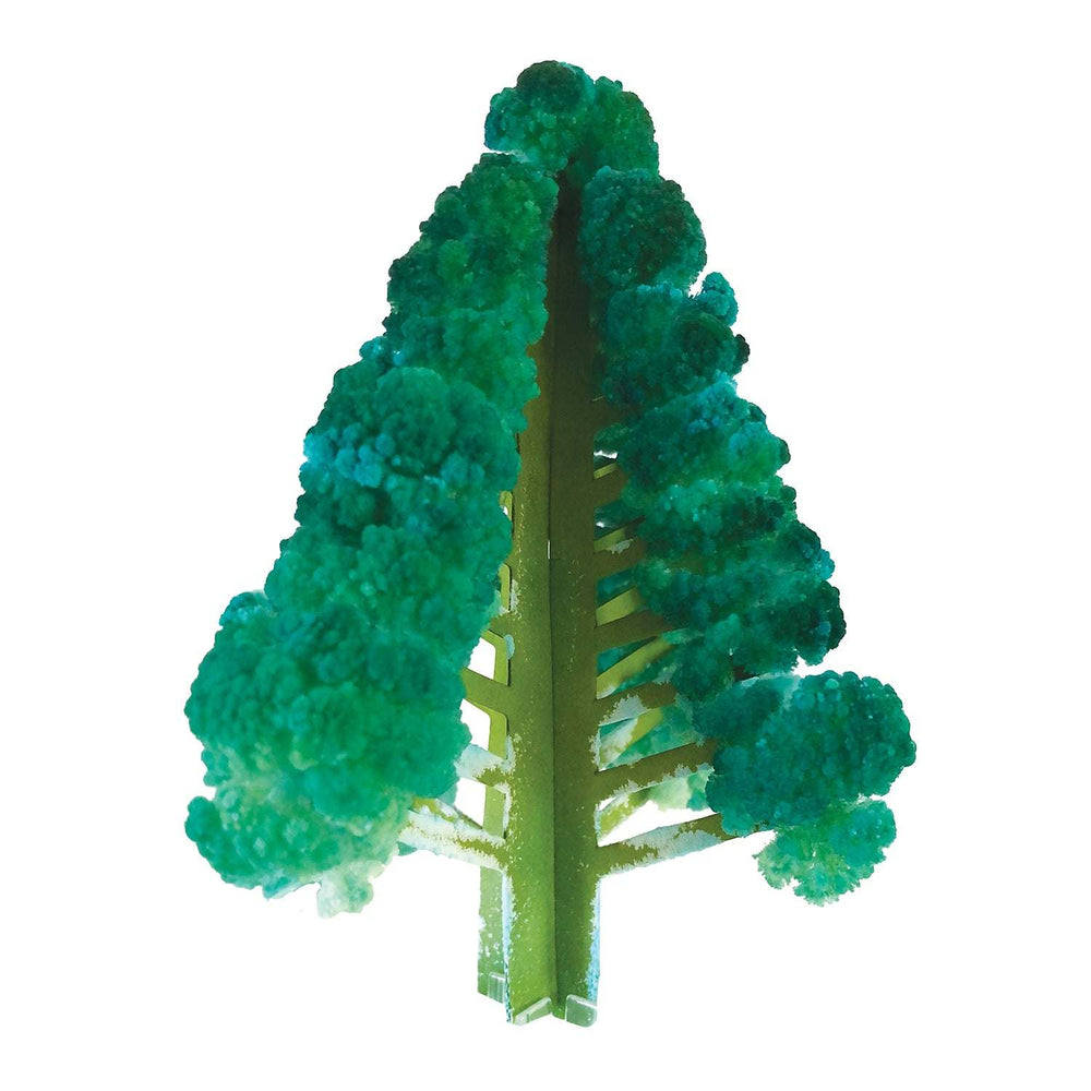 Crystal Growing Douglas Fir | Fast growing crystal science (ONLINE ORDER ONLY)