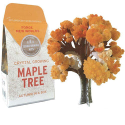 Crystal Growing: Maple Tree (ONLINE ORDER ONLY)