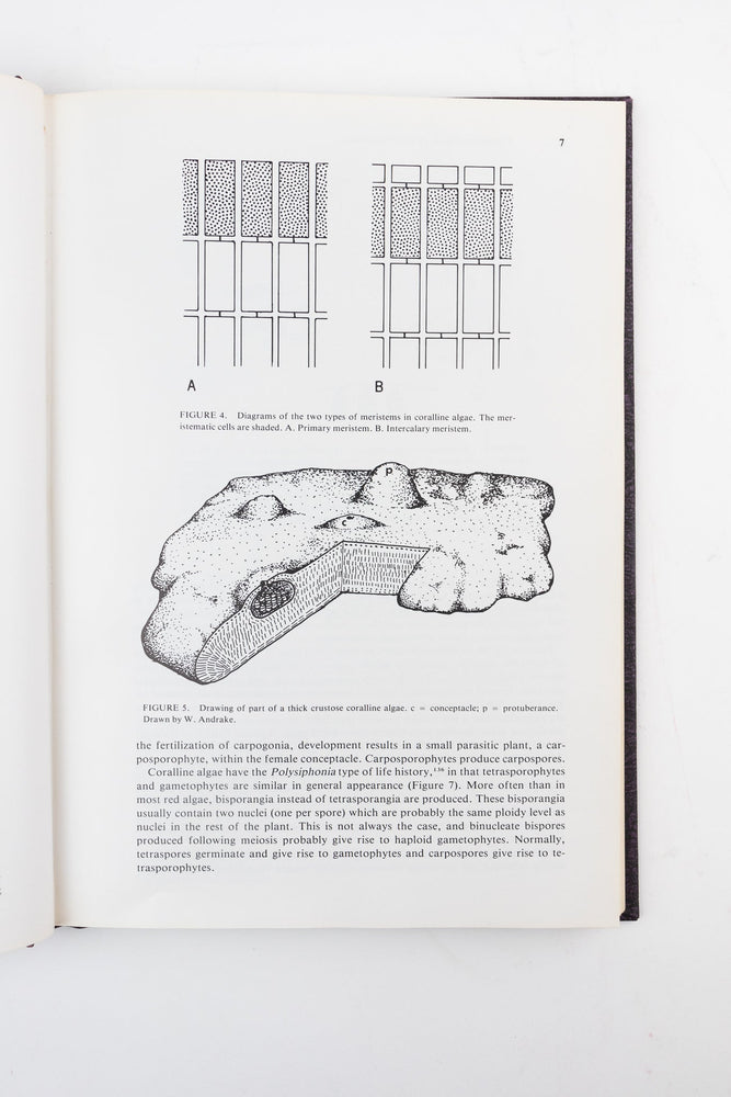 Coralline Algae, A First Synthesis (ONLINE ORDER ONLY)