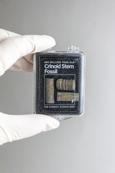 Crinoid Fossil (Online Order Only)
