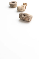 Crinoid Fossil (Online Order Only)