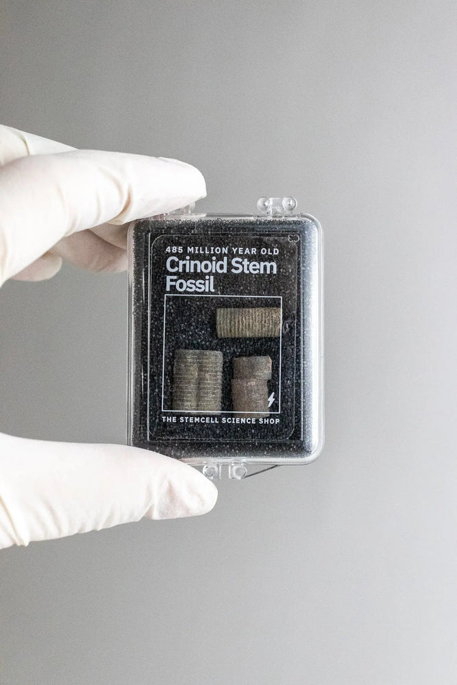 Crinoid Fossil (Online Order Only)