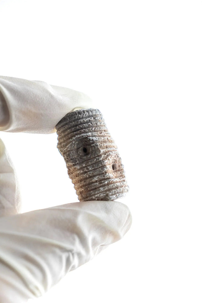 Crinoid Fossil (Online Order Only)