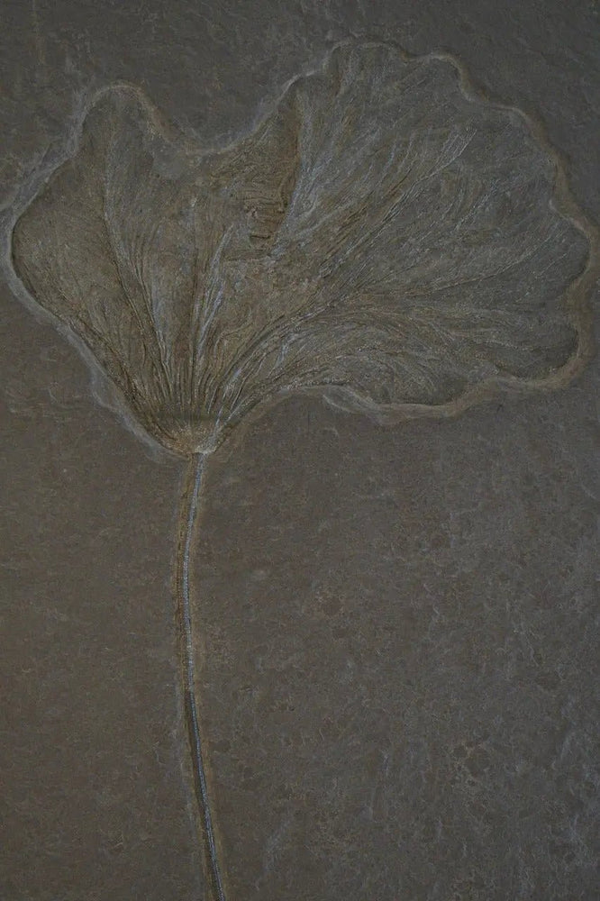 Crinoid Fossil (Online Order Only)