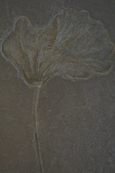 Crinoid Fossil (Online Order Only)