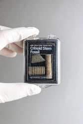 Crinoid Fossil (Online Order Only)