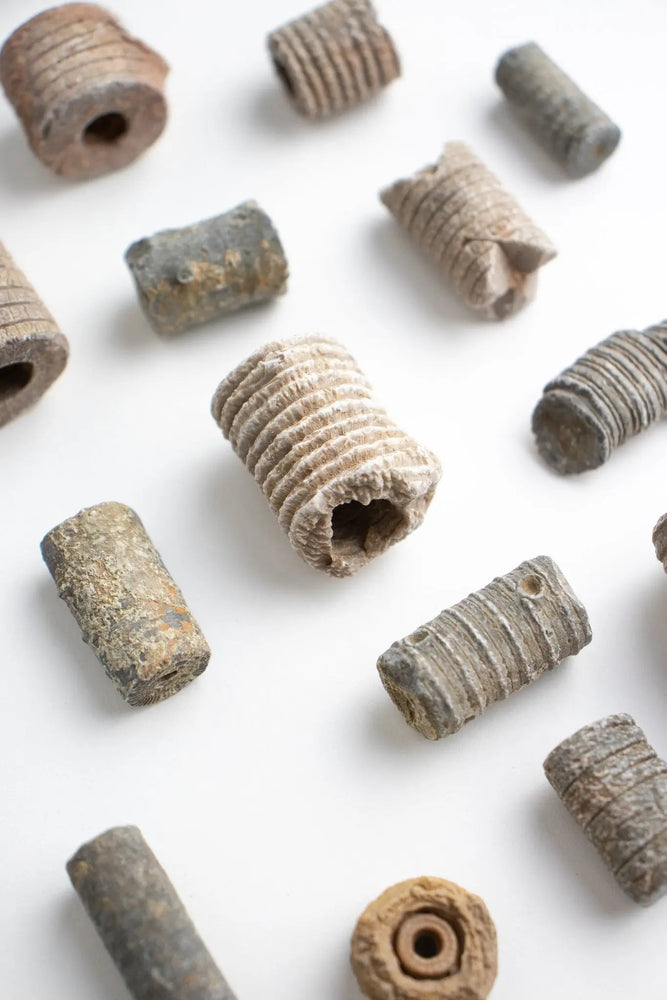 Crinoid Fossil (Online Order Only)