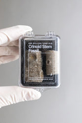 Crinoid Fossil (Online Order Only)