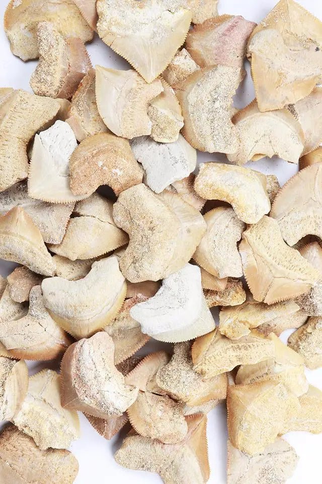 Crow Shark Tooth Fossil (Online Order Only)