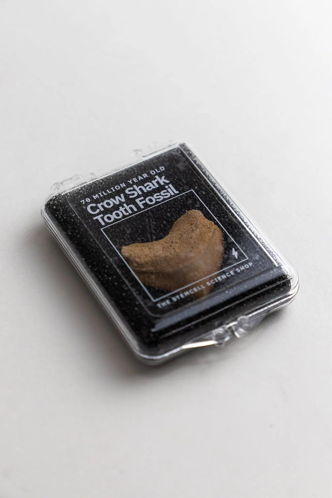 Crow Shark Tooth Fossil (Online Order Only)