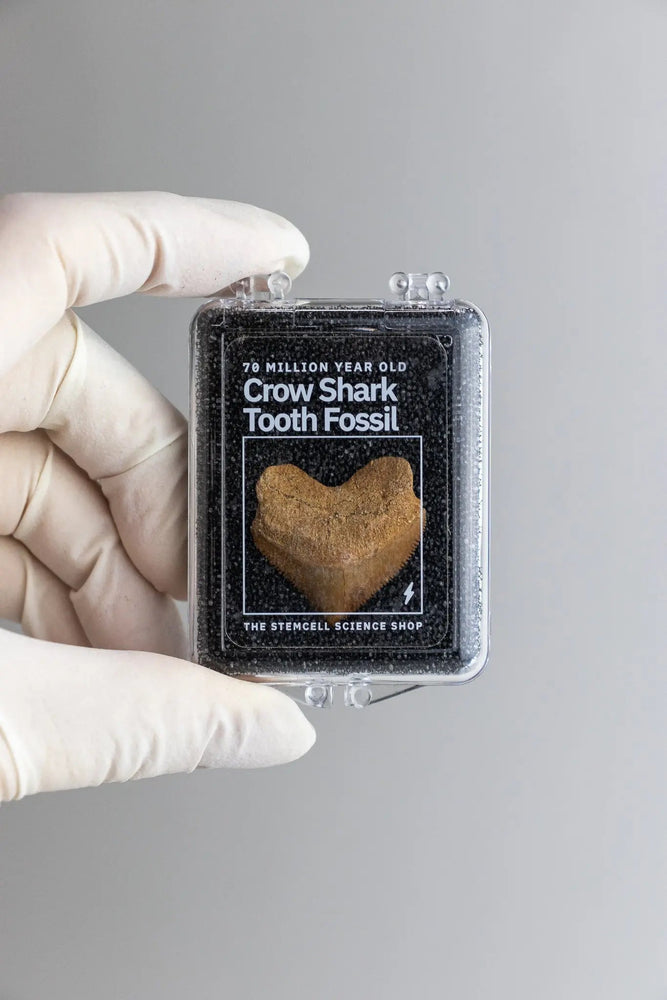 Crow Shark Tooth Fossil (Online Order Only)
