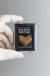 Crow Shark Tooth Fossil (Online Order Only)