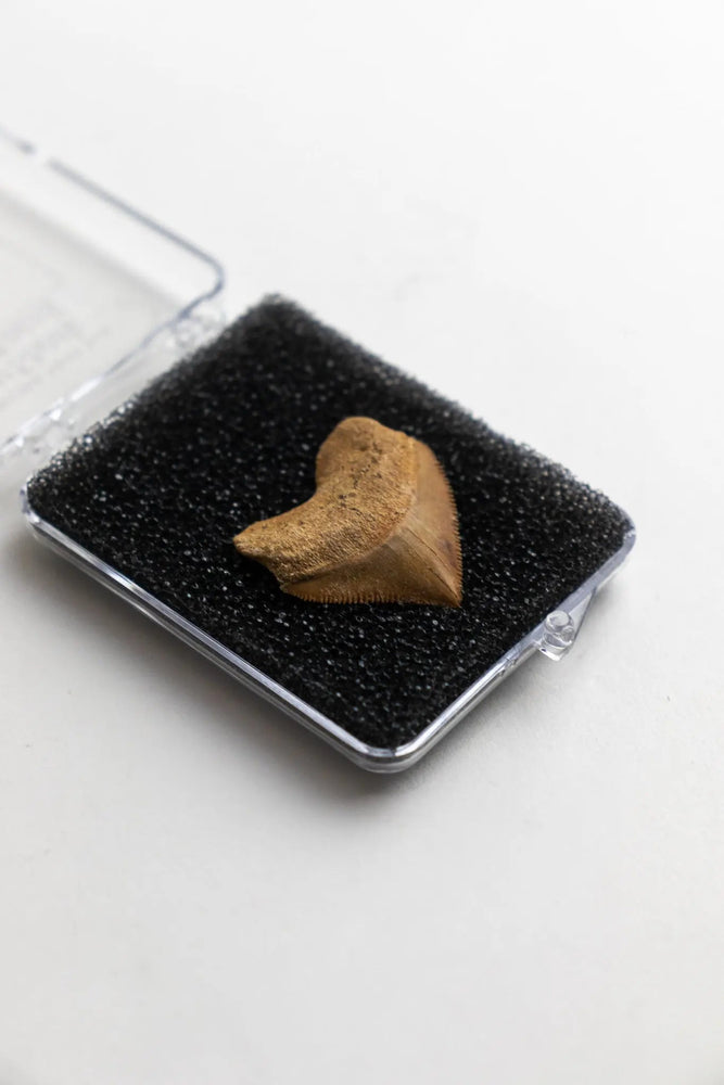 Crow Shark Tooth Fossil (Online Order Only)