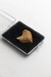 Crow Shark Tooth Fossil (Online Order Only)