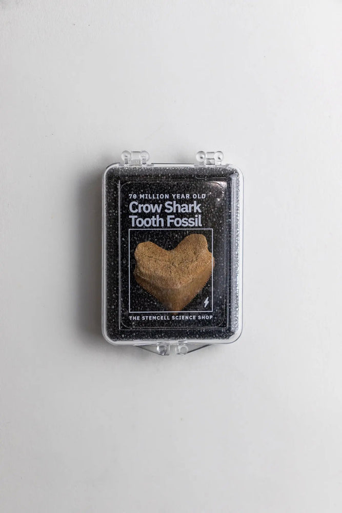 Crow Shark Tooth Fossil (Online Order Only)