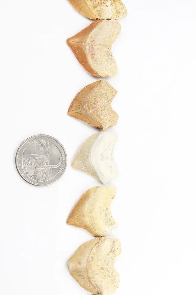 Crow Shark Tooth Fossil (Online Order Only)